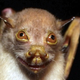 Image for article titled Rodents of Unusual Size Found in Volcanic Lost World